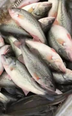 鱸魚(yú) 鱸魚(yú)報(bào)價(jià) 鱸魚(yú)批發(fā) 鱸魚(yú)供應(yīng)商 鱸魚(yú)生產(chǎn)廠家 鱸魚(yú)哪家好 鱸魚(yú)直銷 鱸魚(yú)公司 湖州鱸魚(yú)