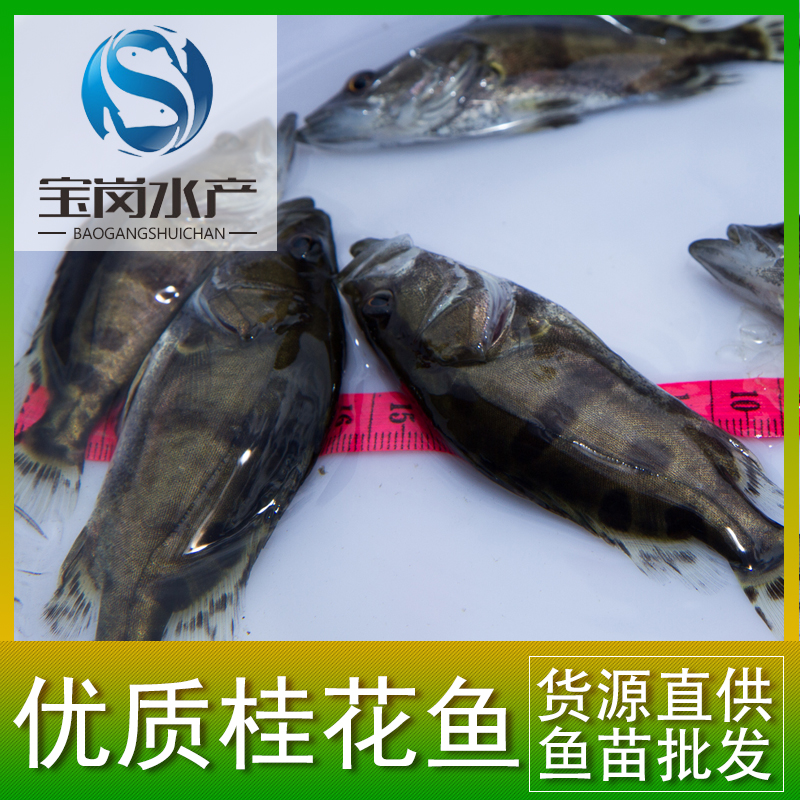 繁殖基地直銷(xiāo)優(yōu)質(zhì)桂花魚(yú)苗養(yǎng)殖苗 鱖魚(yú)各種淡水魚(yú)苗批發(fā)