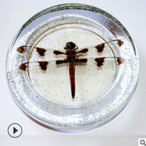 昆蟲標(biāo)本紙鎮(zhèn) 收藏品昆蟲藝術(shù)品 *保存不變形昆蟲 琥珀昆蟲