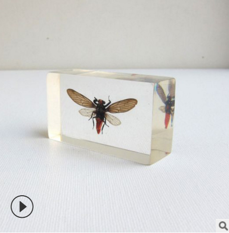 昆蟲標(biāo)本紙鎮(zhèn) 收藏品昆蟲藝術(shù)品 *保存不變形昆蟲 琥珀昆蟲