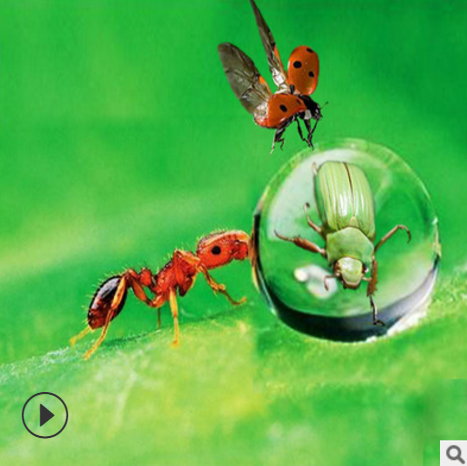 昆蟲標(biāo)本紙鎮(zhèn) 收藏品昆蟲藝術(shù)品 *保存不變形昆蟲 琥珀昆蟲