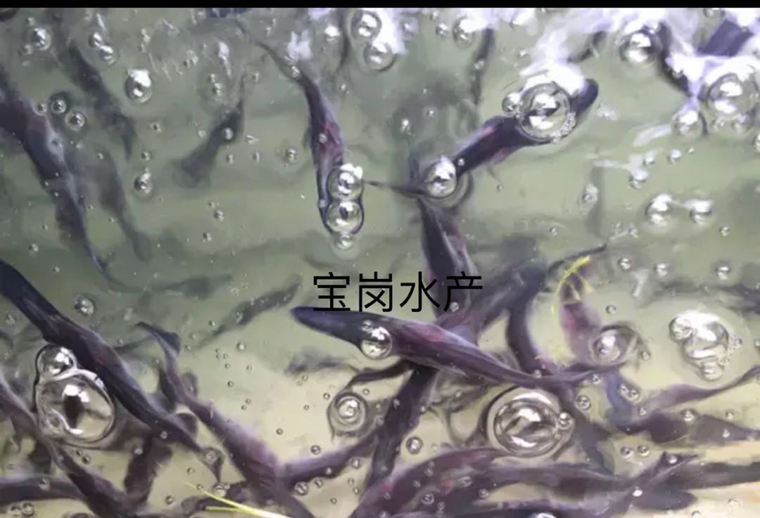 【現(xiàn)貨供應(yīng)】6~9厘米優(yōu)質(zhì)鴨嘴魚苗 美國鴨嘴魚苗 匙吻鱘魚苗