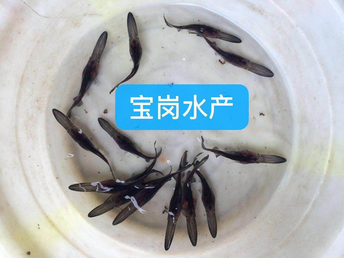 【現(xiàn)貨供應(yīng)】6~9厘米優(yōu)質(zhì)鴨嘴魚苗 美國鴨嘴魚苗 匙吻鱘魚苗