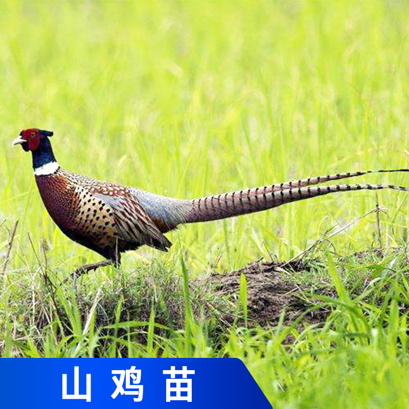 江門山雞苗，山雞苗養(yǎng)殖批發(fā)，山雞苗批發(fā)商