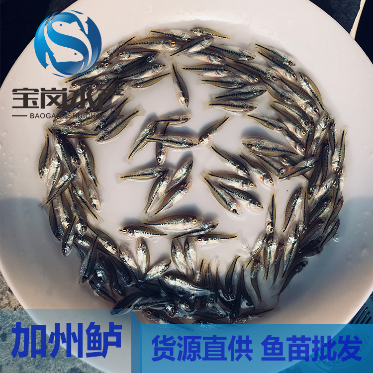 【2019熱賣中】 優(yōu)質(zhì)加州鱸魚苗 加州鱸水花 鱸魚苗批發(fā) 優(yōu)鱸一號