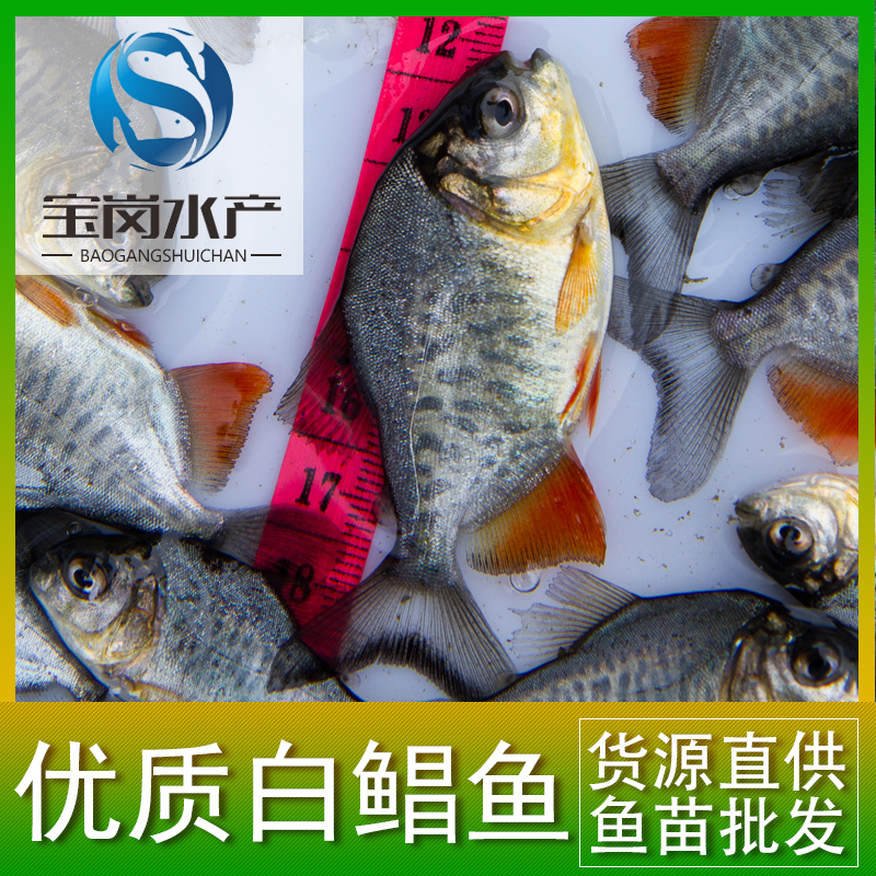 【大量促銷】5~6厘米 淡水白鯧苗 優(yōu)質(zhì)鯧魚(yú)苗 自然越冬 生命力強(qiáng)