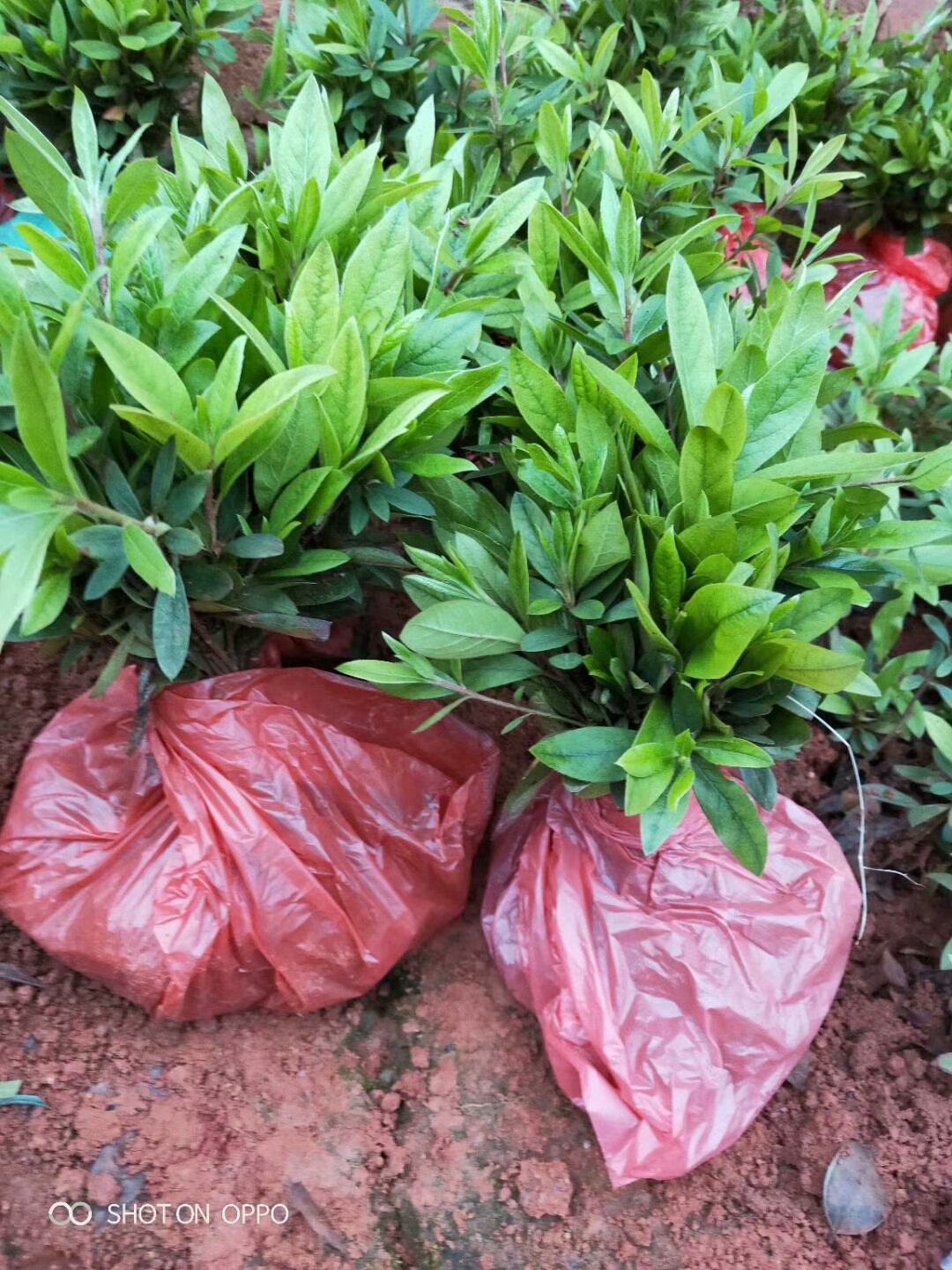 安順草皮~安順馬尼拉草皮~安順草坪價(jià)格