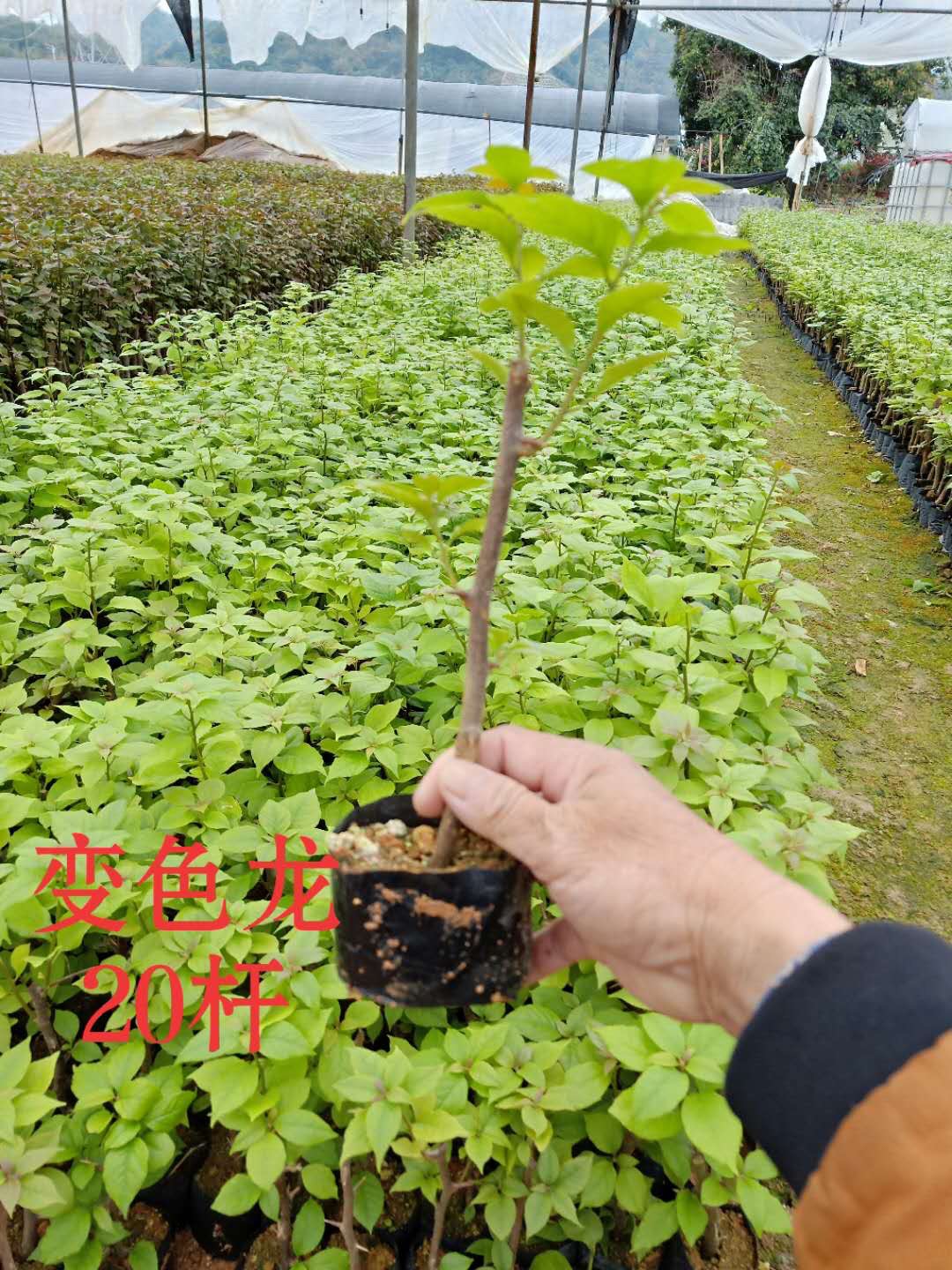 玫紅三角梅袋苗 袋苗供應(yīng)商