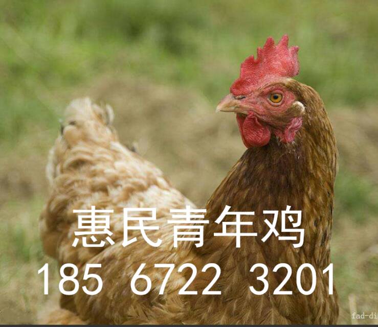 2019年60天海蘭褐青年雞報價