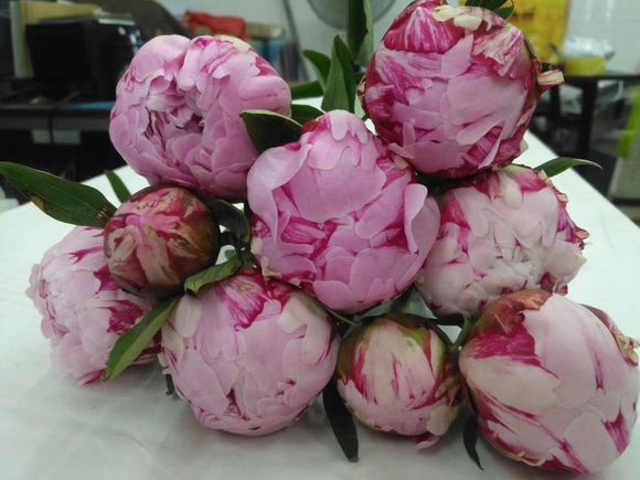 芍藥鮮切花 *鮮花芍藥 菏澤切花芍藥批發(fā)