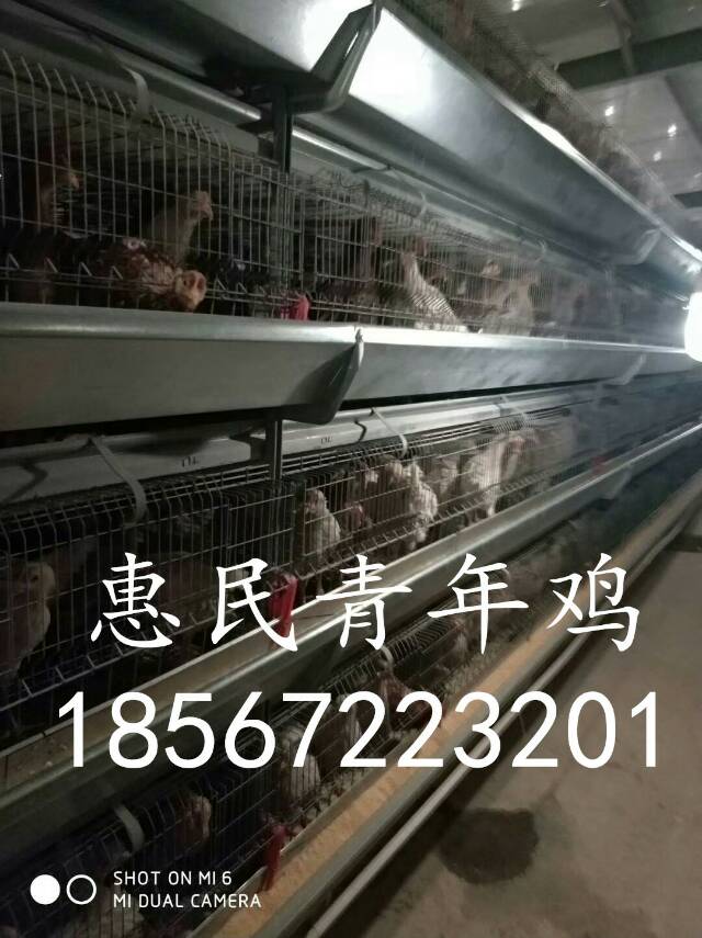 鶴壁青年雞養(yǎng)殖場
