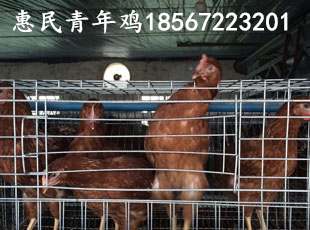 鶴壁青年雞養(yǎng)殖場