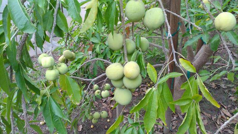 廣西白柿果供應(yīng)商，廣西白柿果樹多少錢一棵，廣西白柿果樹苗多年結(jié)果