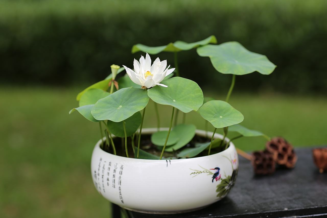 各色 荷花盆栽基地