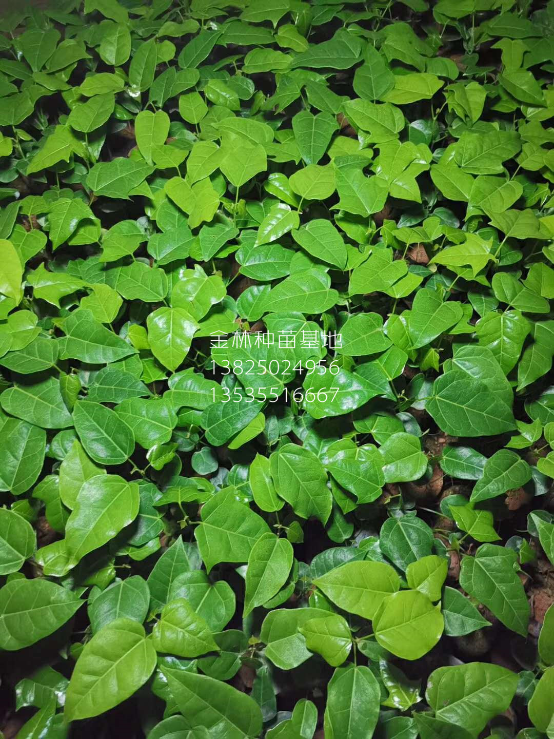 供應(yīng)澳洲火焰木種苗 10-100cm 廣東種苗基地直銷批發(fā)價(jià)格