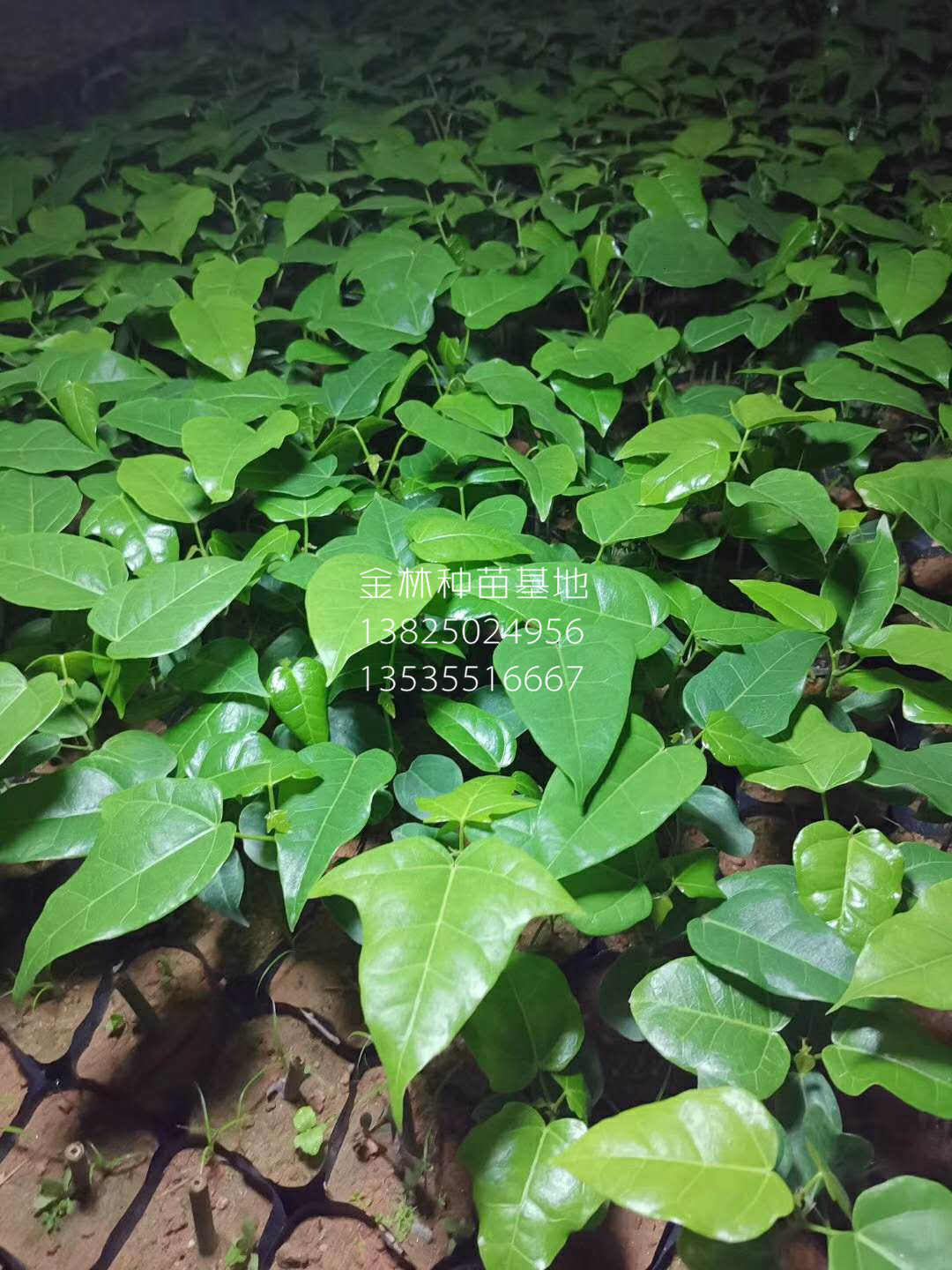 供應(yīng)澳洲火焰木種苗 10-100cm 廣東種苗基地直銷批發(fā)價(jià)格