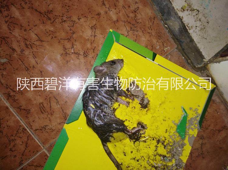 西安消殺公司，西安滅鼠公司，西安滅蟑螂公司，西安專業(yè)殺蟲公司如何滅蟲