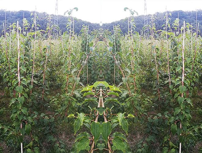 江西軟棗獼猴桃苗供應(yīng)報(bào)價(jià)電話