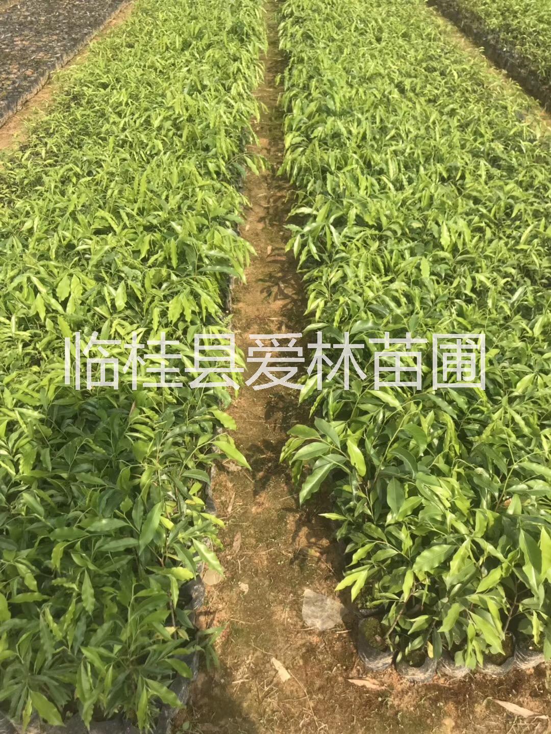 廣西香樟 桂林香樟 香樟杯苗13877322681