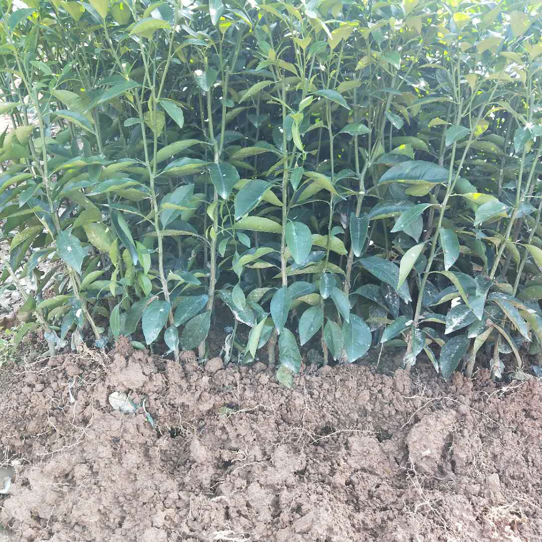 091沃柑苗 091沃柑苗價(jià)格 廣西091沃柑苗 091沃柑苗種植基地