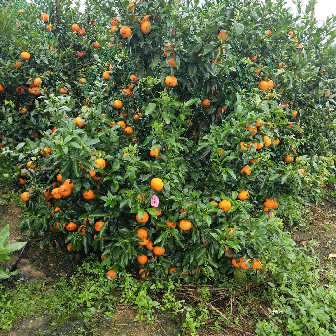 091沃柑苗 091沃柑苗價(jià)格 廣西091沃柑苗 091沃柑苗種植基地