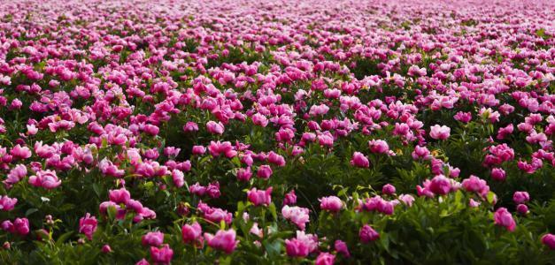 苗圃*庭院四季花芍藥花