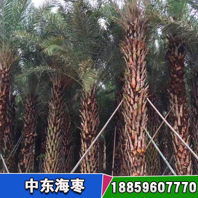 福建中東海棗批發(fā) 福建中東海棗價格 加拿利海棗價格