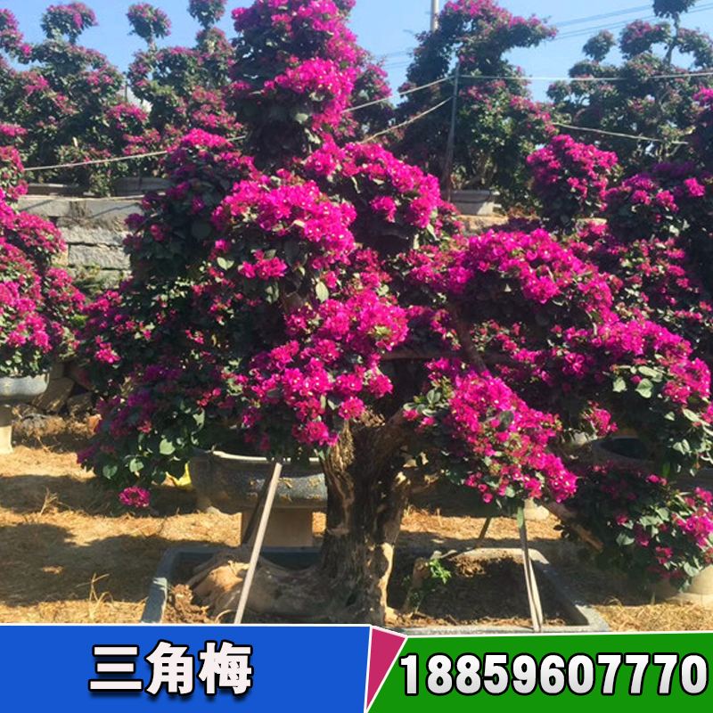 三角梅種苗基地 三角梅栽培與鑒賞 三角梅扦插如何生根快