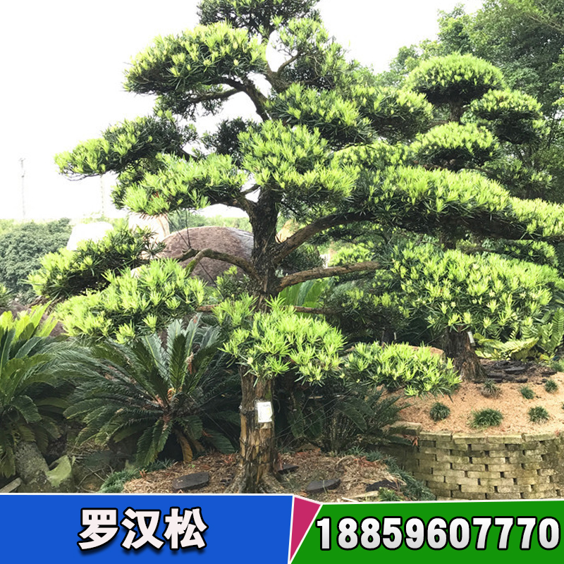 湖南造型羅漢松基地 羅漢松名貴樹種報(bào)價(jià) 羅漢松苗多少錢一顆
