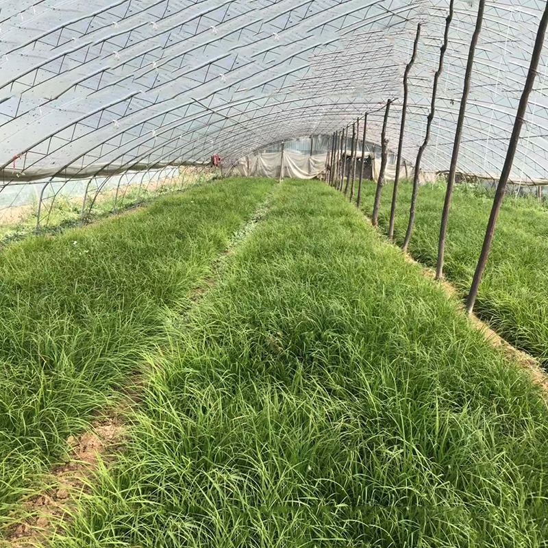 嶗峪苔草批發(fā) 量大從優(yōu) 苔草