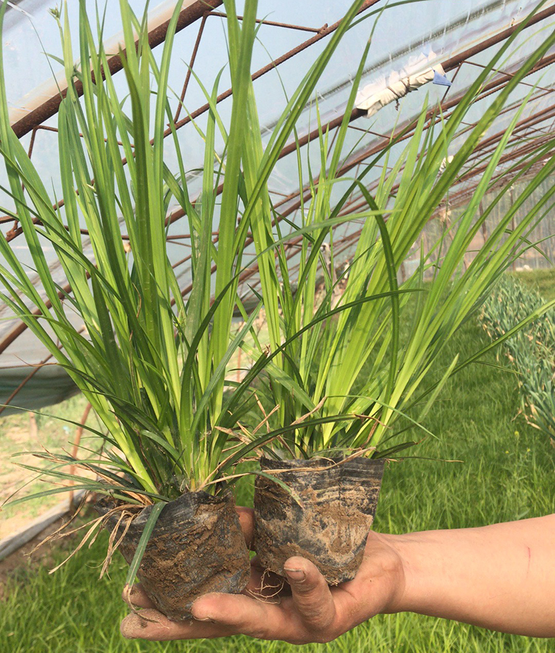 青苔草營(yíng)養(yǎng)杯 青綠苔草 嶗峪苔草 基地直銷(xiāo) 多年種植經(jīng)驗(yàn) 青苔草營(yíng)養(yǎng)杯價(jià)格