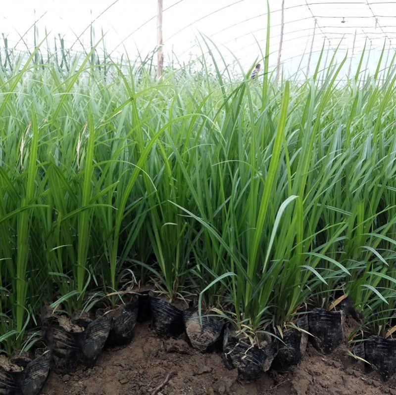 苔草基地 批發(fā)苔草 嶗峪苔草 青苔草