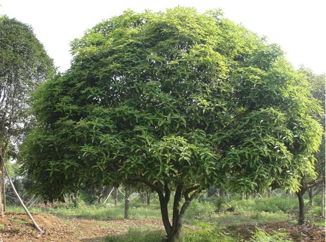 四川樂山桂花樹小苗種植基地 基地批發(fā) 辜氏桂花樹苗