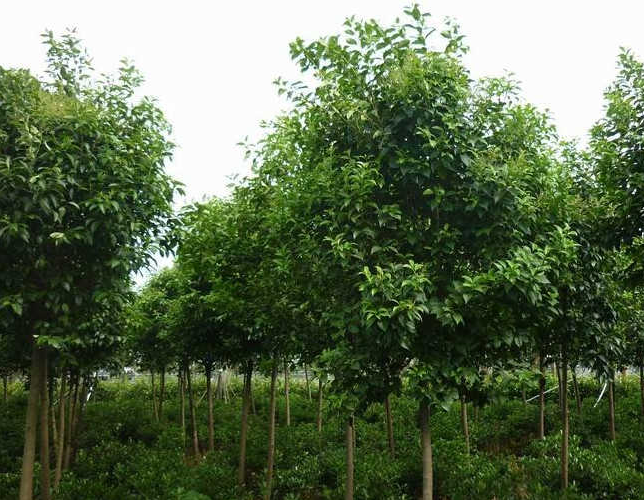 大葉女貞供應(yīng)商 大葉女貞種植技術(shù) 大葉女貞批發(fā)價格 大葉女貞
