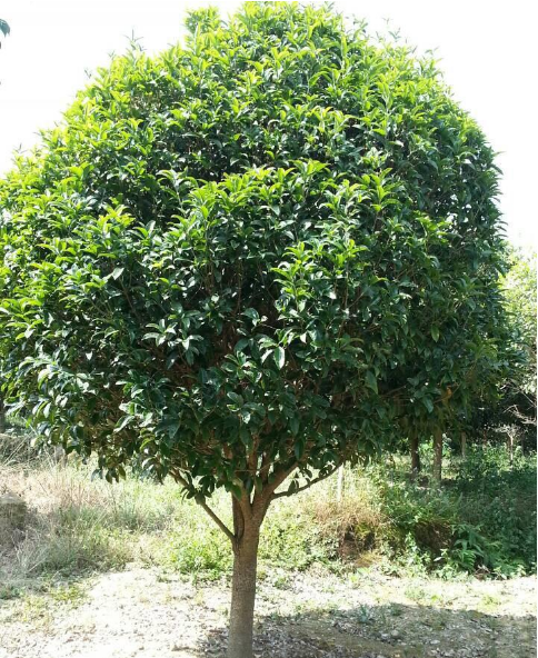 四川樂山桂花樹小苗種植基地 基地批發(fā) 辜氏桂花樹苗