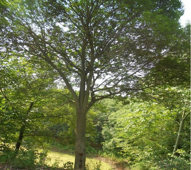 四川樸樹小苗價(jià)格基地批發(fā)廠家 辜氏樸樹