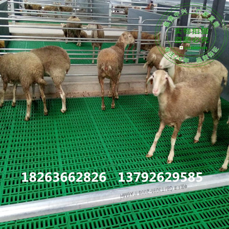 塑料板羊床 羊床地板 羊床價(jià)格