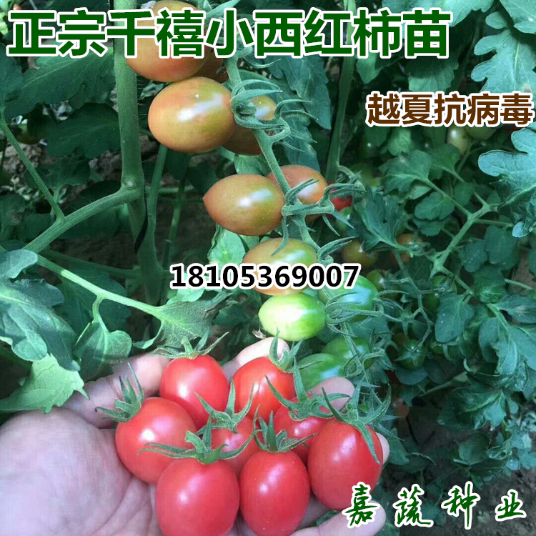 千禧西紅柿苗 粉貝貝小柿子苗 圣女果苗子 水果西紅柿苗子 壽光蔬菜種苗 千禧小番茄苗