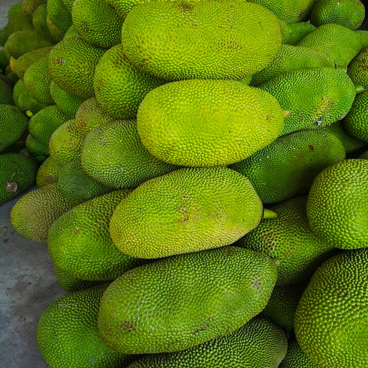 江蘇菠蘿蜜新鮮熱帶水果木菠蘿現(xiàn)摘現(xiàn)發(fā)貨源充足 江蘇水果菠蘿蜜