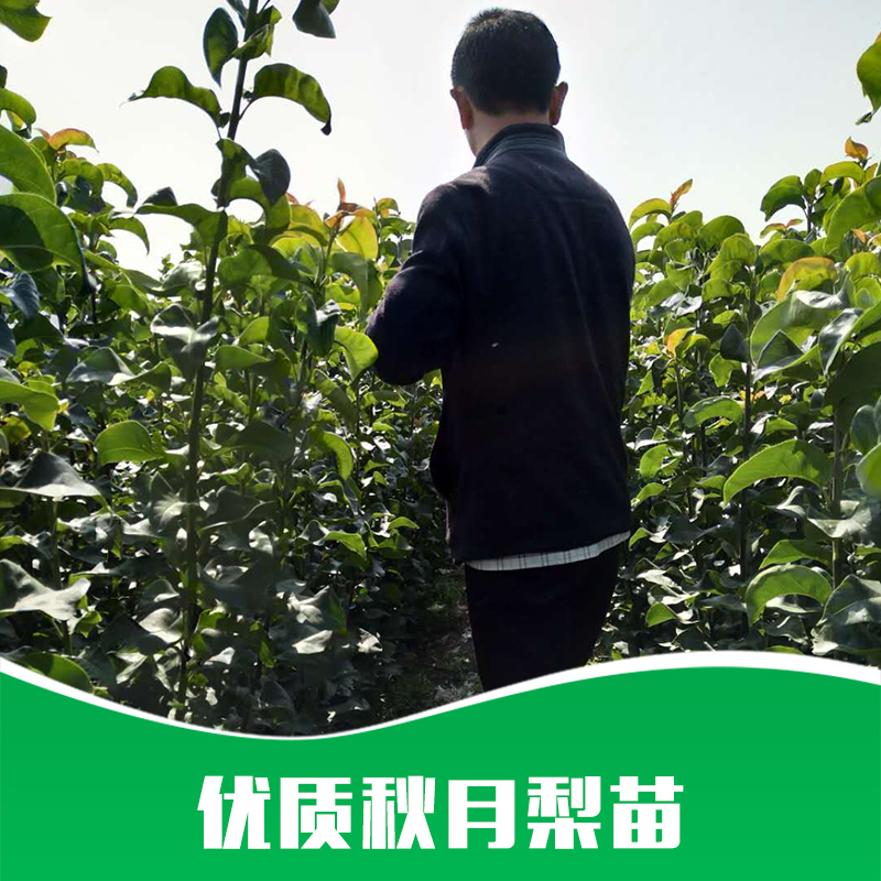 秋月梨苗 秋月梨苗價(jià)格 秋月梨苗基地 秋月梨苗哪家好 青島秋月梨苗 山東秋月梨苗