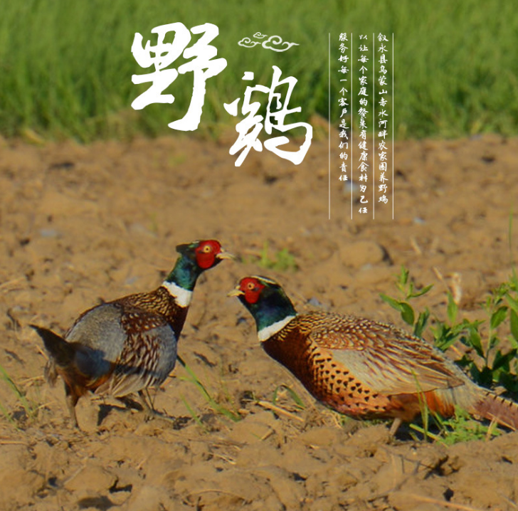 散養(yǎng)*肉 散養(yǎng)*肉報價 散養(yǎng)*肉批發(fā) 散養(yǎng)*肉供應商 散養(yǎng)*肉生產(chǎn)廠家 散養(yǎng)*肉哪家好