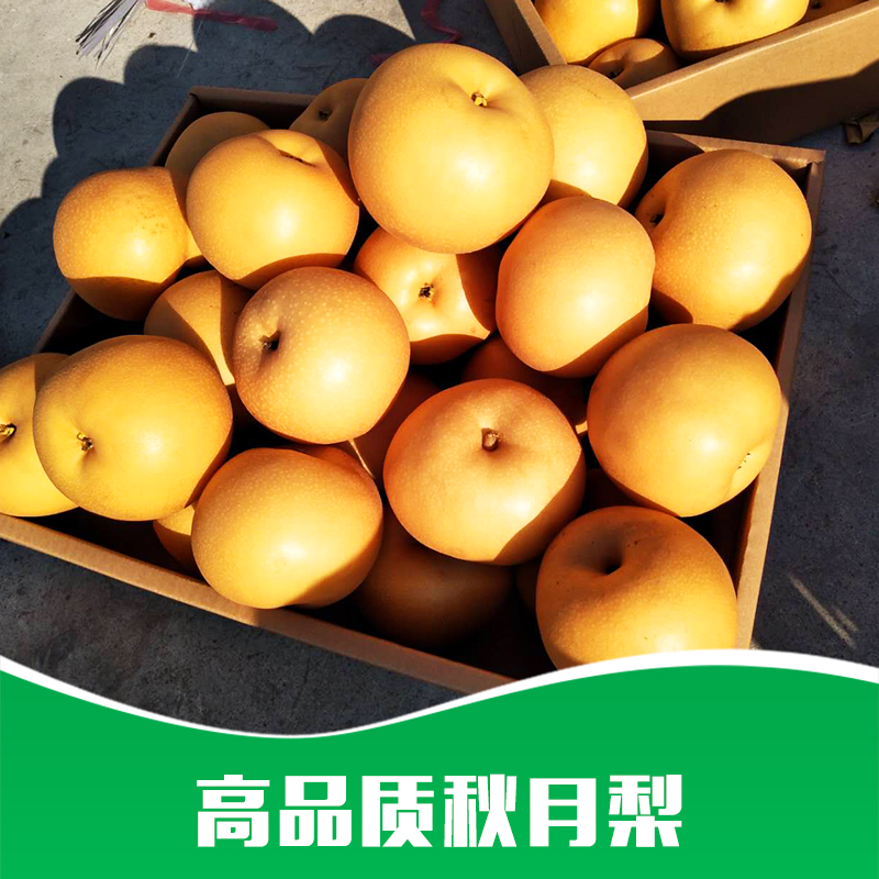 秋月梨 秋月梨基地 秋月梨批發(fā)