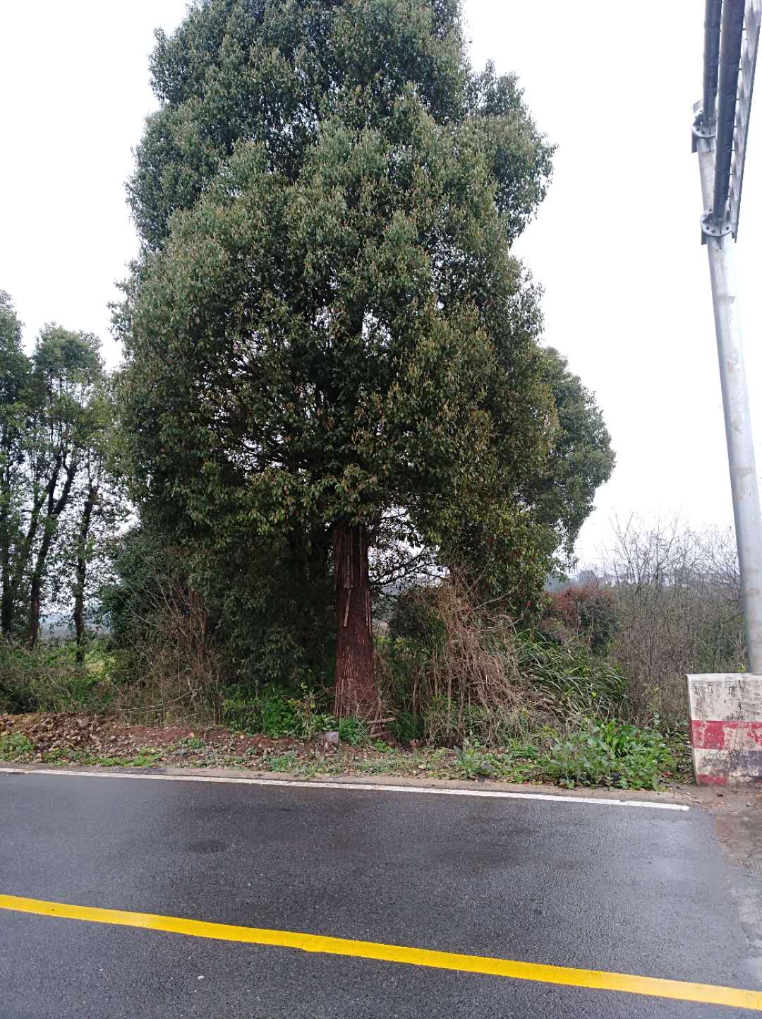 四季桂種植基地 四季桂花