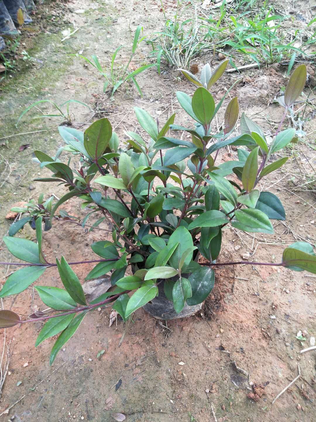 供應(yīng)紅花荷苗、紅花荷苗基地、紅花荷苗批發(fā)、紅花荷苗價(jià)格