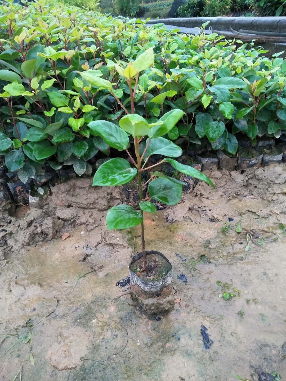 供應(yīng)紅花荷苗、紅花荷苗基地、紅花荷苗批發(fā)、紅花荷苗價(jià)格