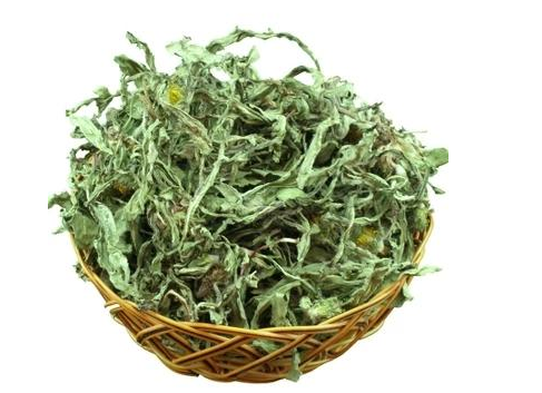 湖北蒲公英-種植基地批發(fā)報價價格