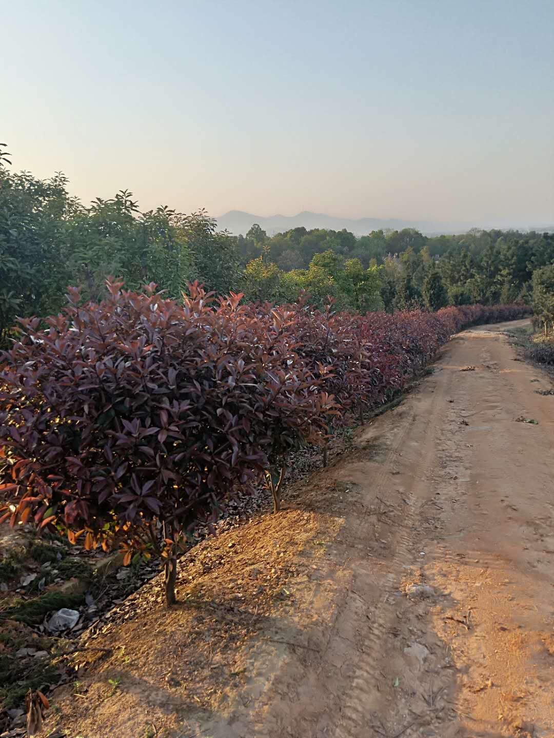 紅葉石楠球