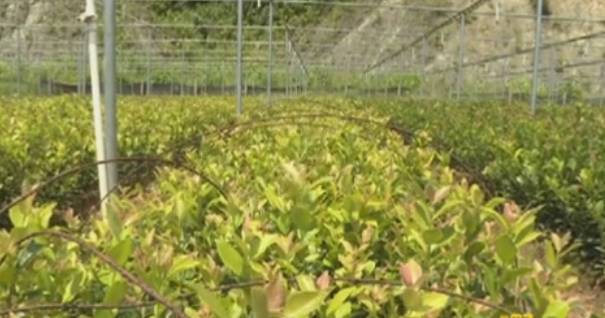 廣西南寧岑軟油茶苗報(bào)價(jià)