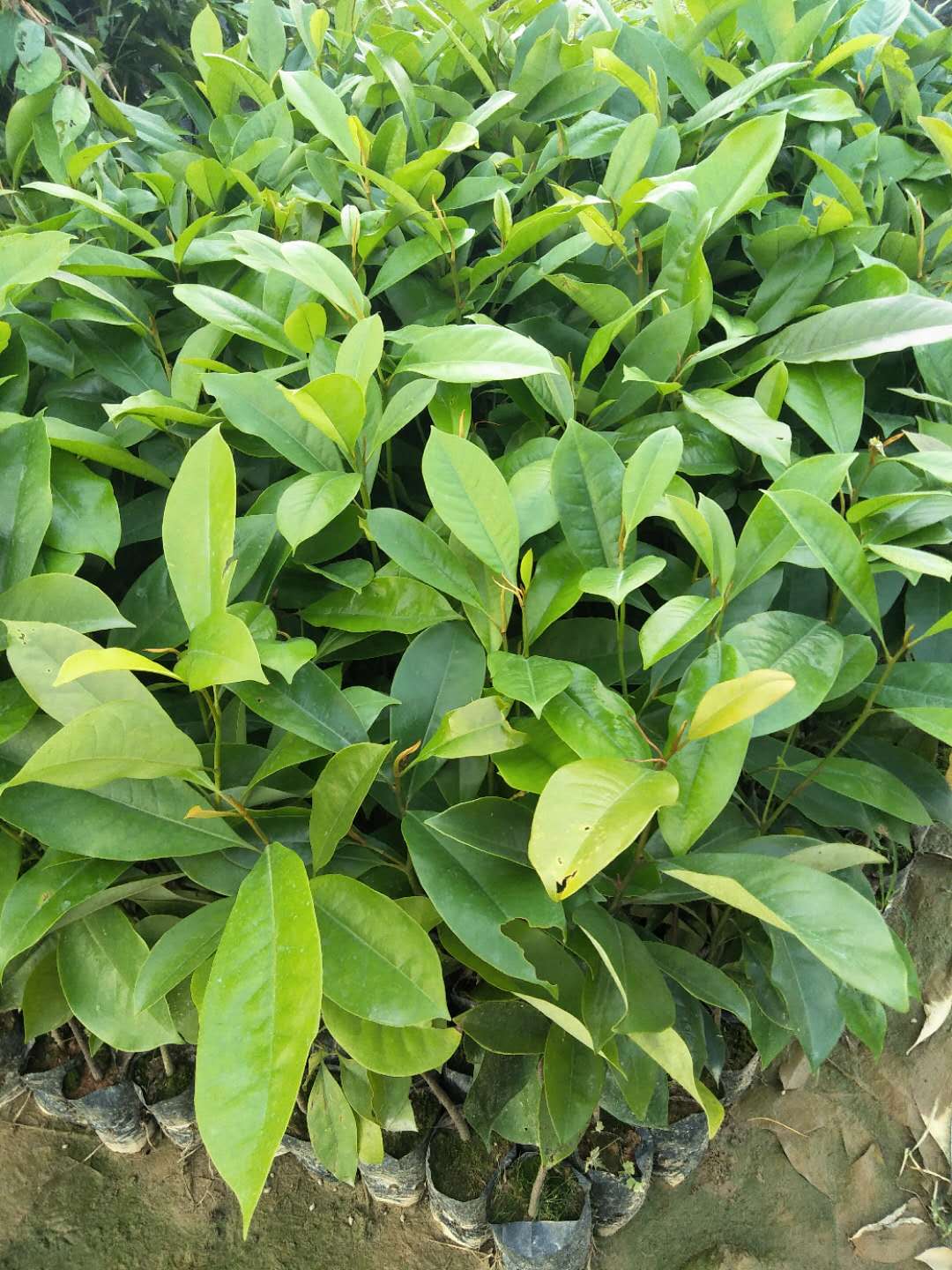 火力楠苗木種植基地，廣東火力楠批發(fā)價格，火力楠種植供應(yīng)