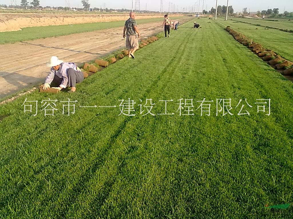 馬尼拉草坪 供應(yīng)馬尼拉草坪價(jià)低質(zhì)優(yōu)歡迎詢價(jià)